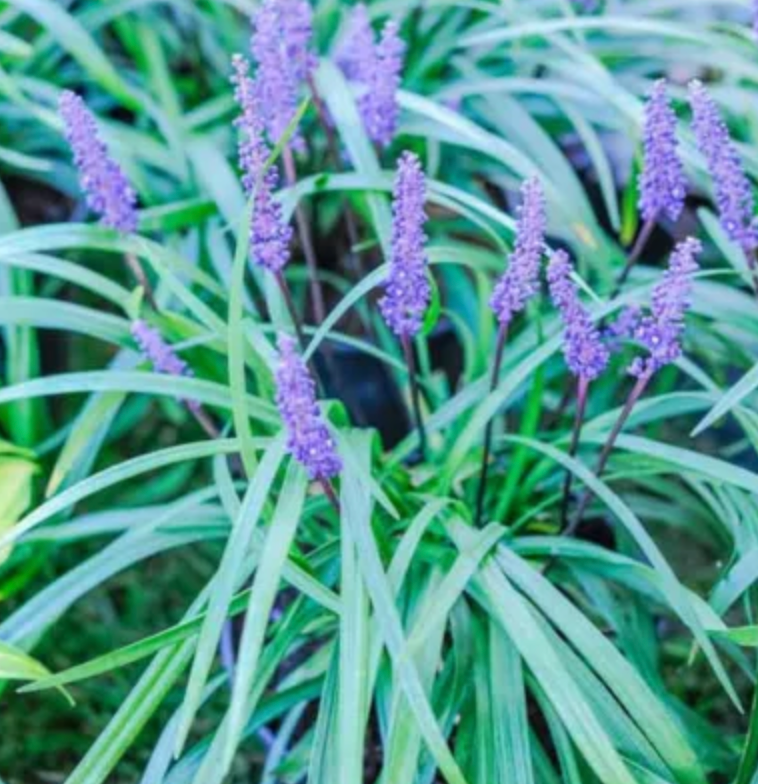 Muscari Liriope Royal Purple #1