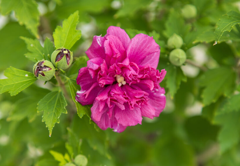 Hibiscus French Cabaret Red #5