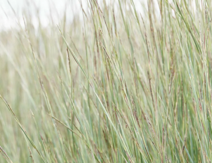 Schizachyrium Scoparium Jazz #2