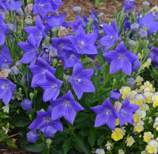 Platycondon Sentimental Blue (Balloon Flower) 1qt