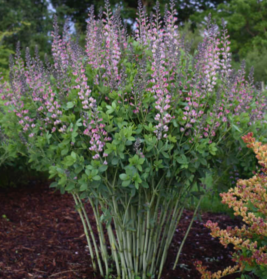 Baptisia Pink Truffles #1