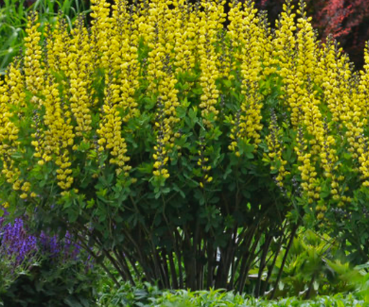 Baptisia Lemon Meringue #1