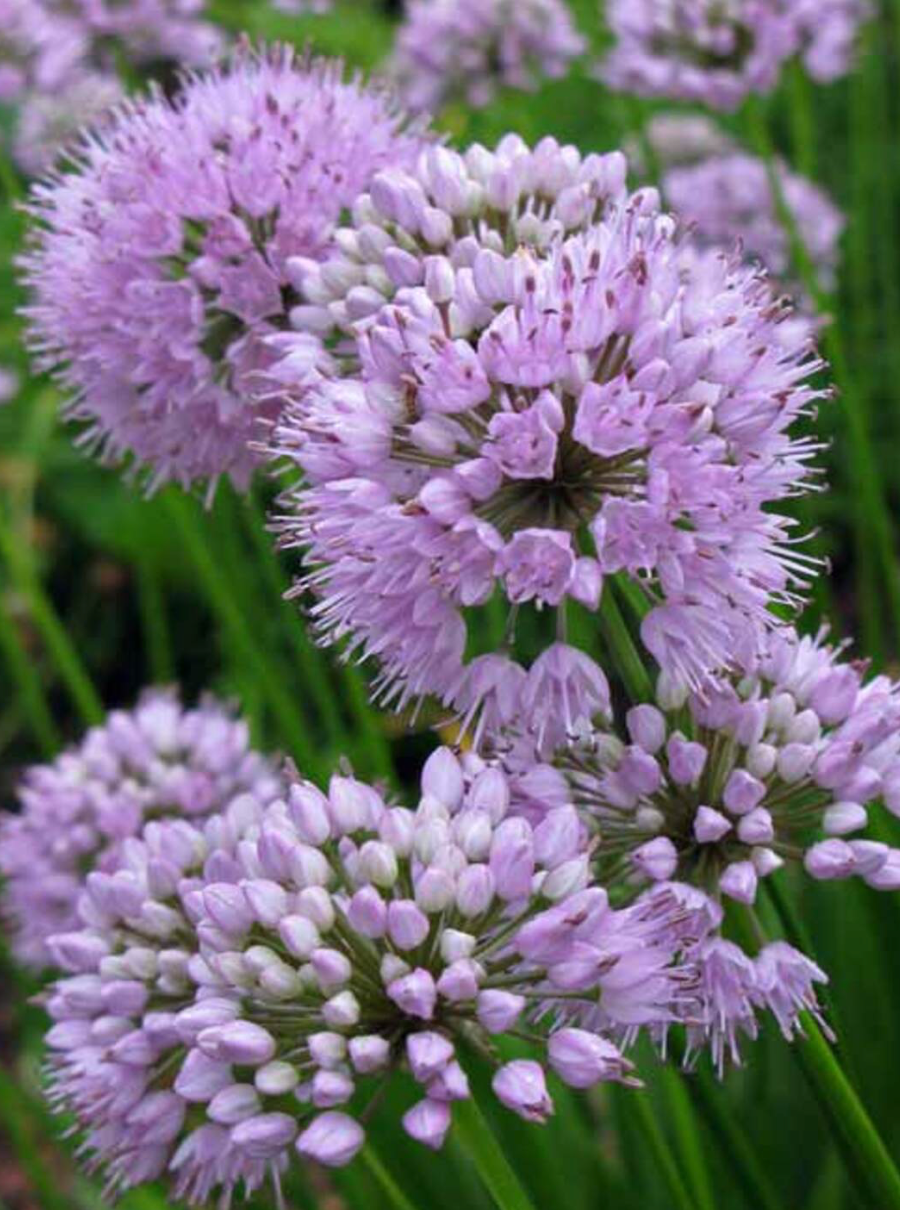 Allium Summer Beauty #1
