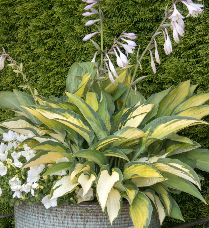 Hosta Paul's Glory #1