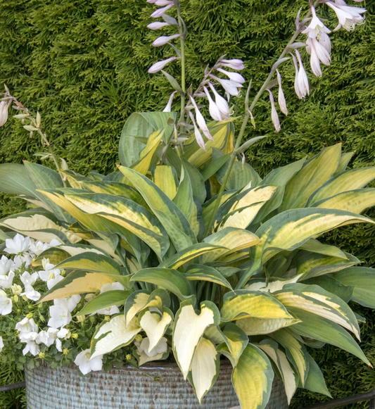 Hosta Paul's Glory #1