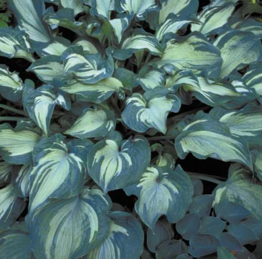 Hosta Guardian Angel #1