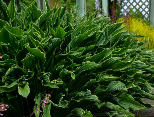 Hosta Praying Hands #1
