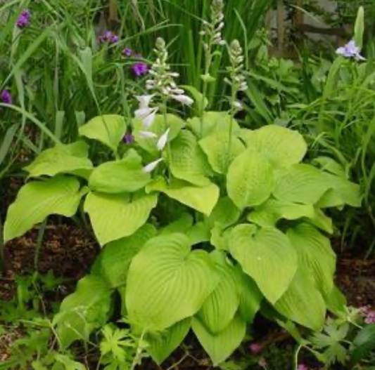 Hosta August Moon #1