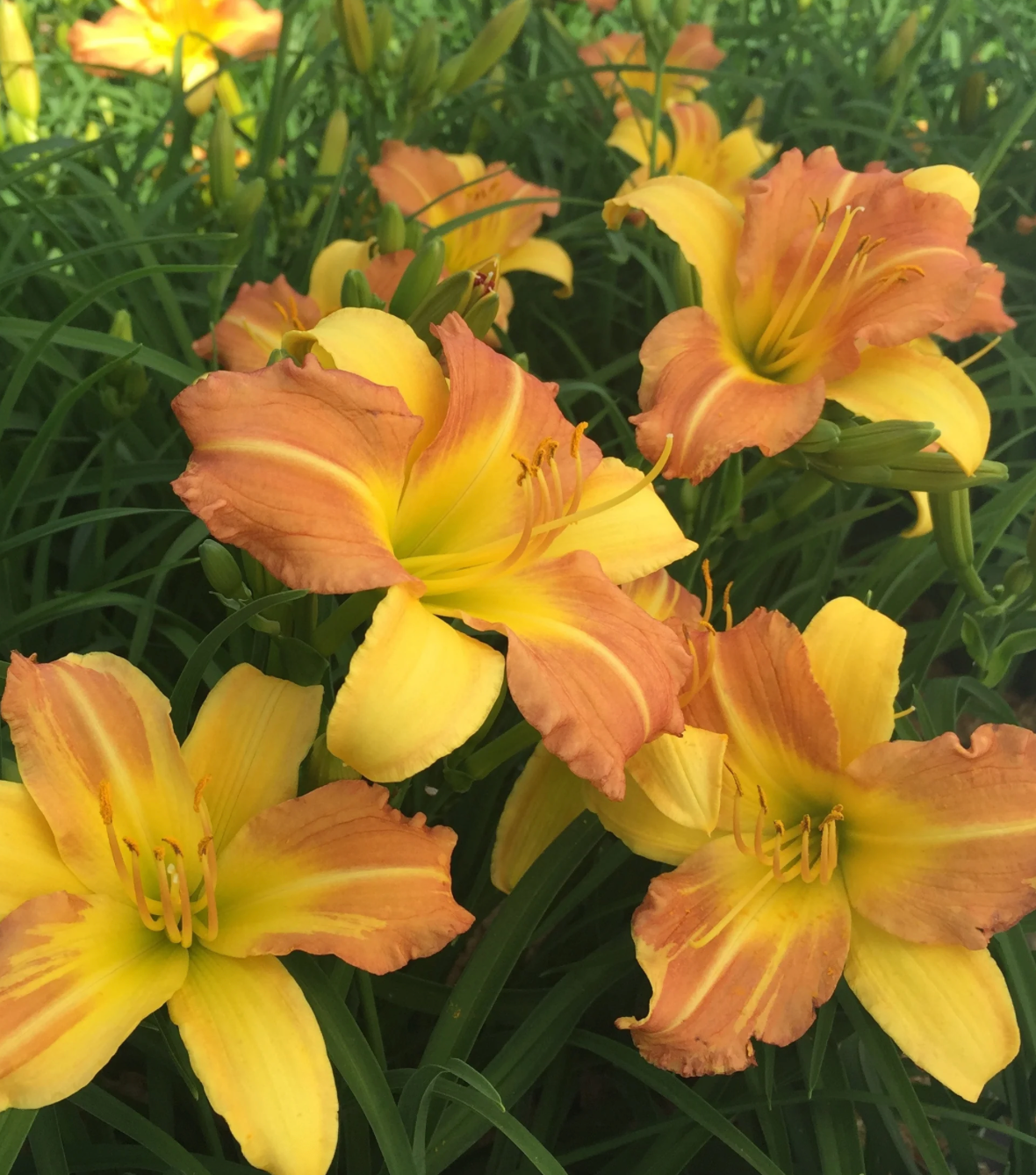 Hemerocallis 'Everydaylily Yellow Punch' Daylily #1