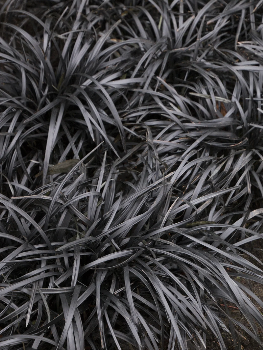 Black Mondo Grass #1
