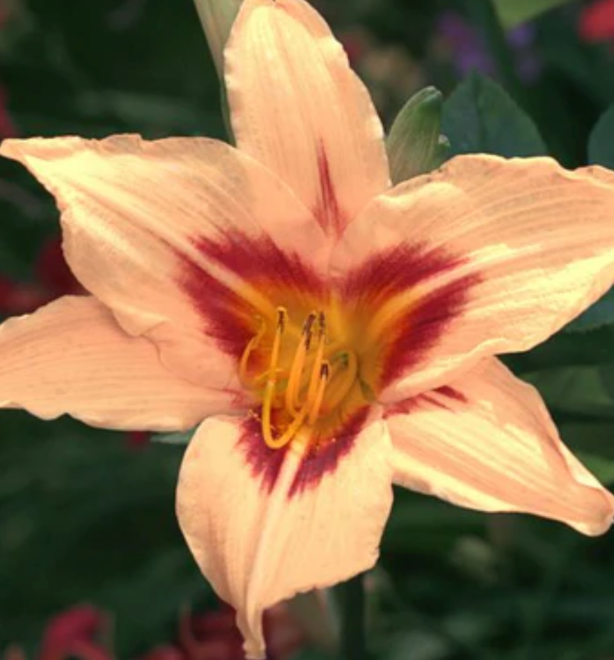 Hemerocallis 'Siloam Dream Baby' Daylily #1