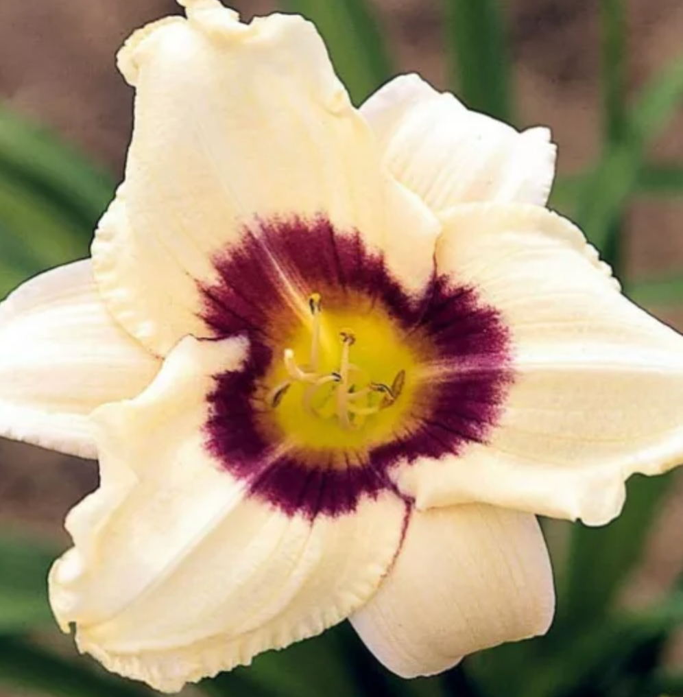 Hemerocallis 'Pandora's Box' Daylily #1