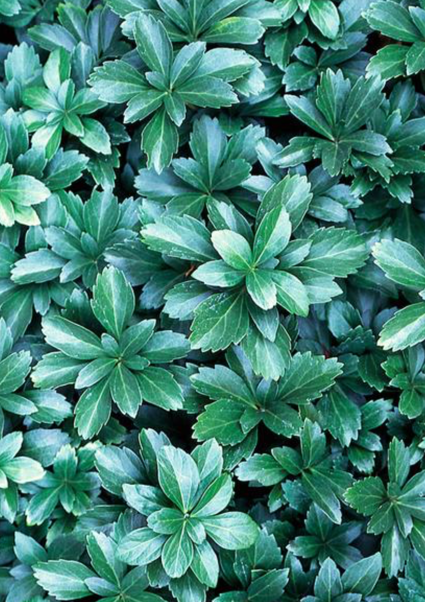 Japanese Spurge Pachysandra 2 QT