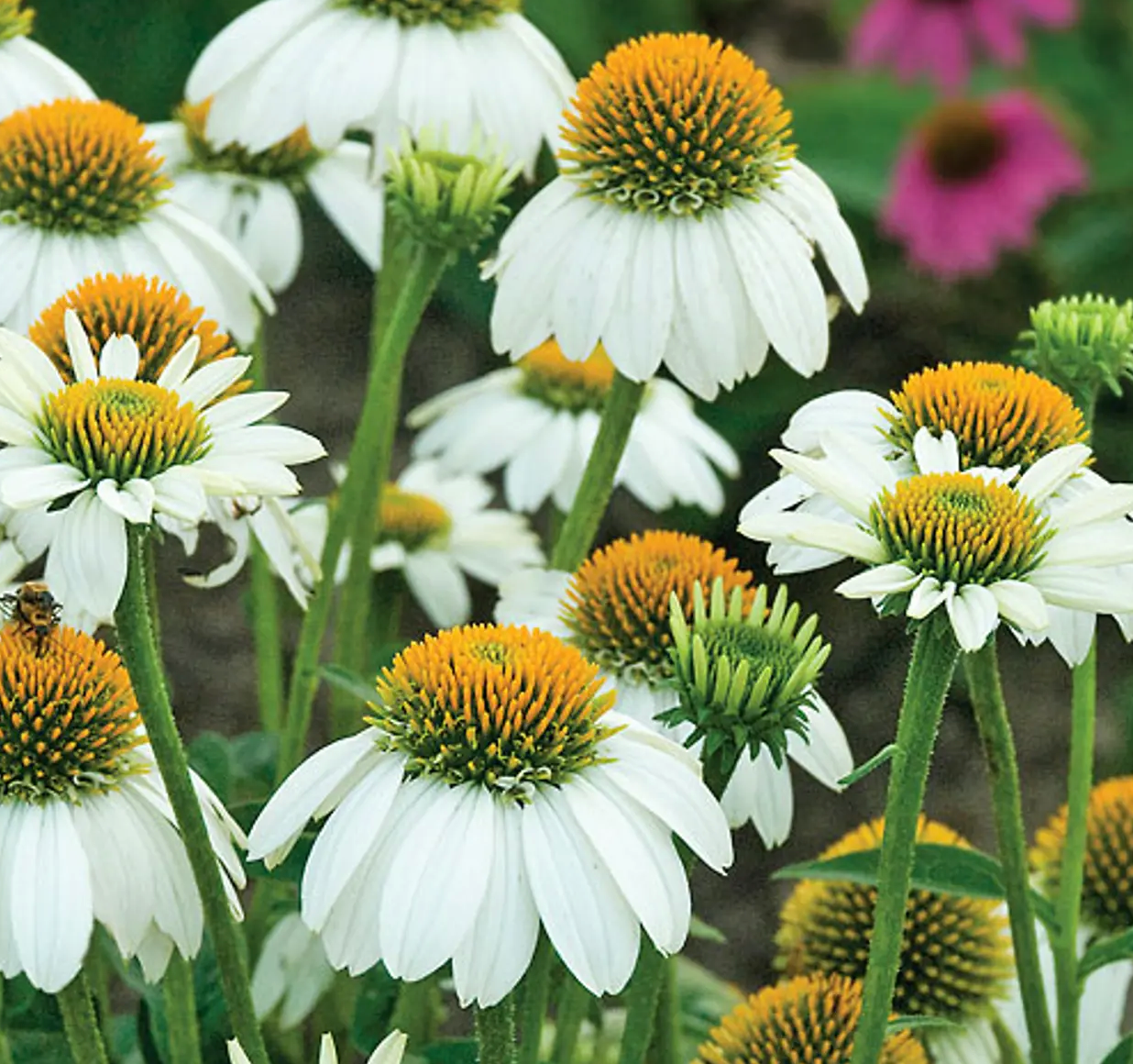 Pow Wow White Coneflower #1