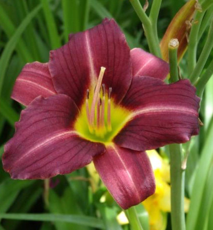 Hemerocallis 'Mary Reed' Daylily #1
