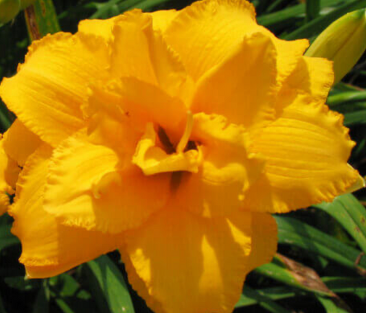 Hemerocallis 'Condilla' Daylily #1
