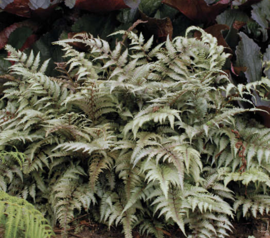 Athyrium Pictum #1 Japanese Painted Fern