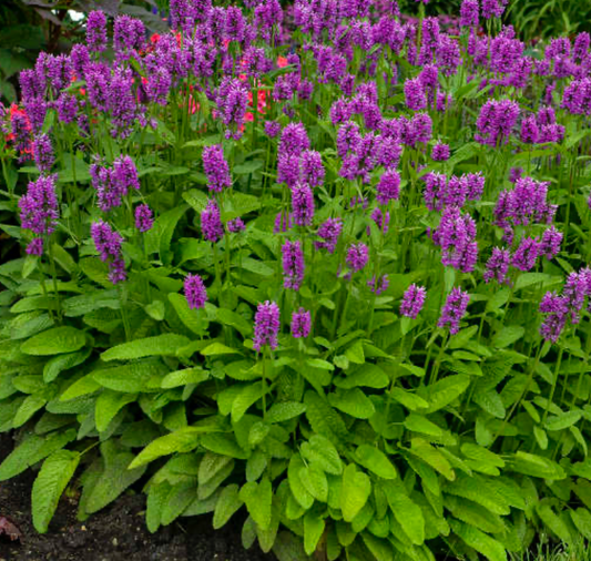 Lambs Ear Hummelo #1