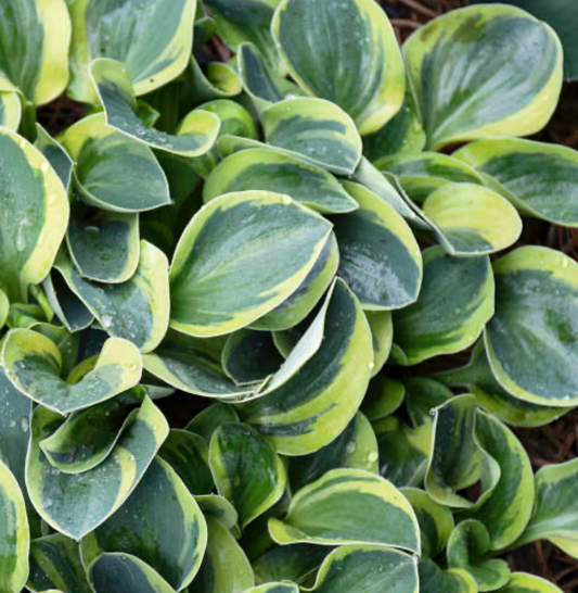 Hosta Mighty Mouse 1 Quart