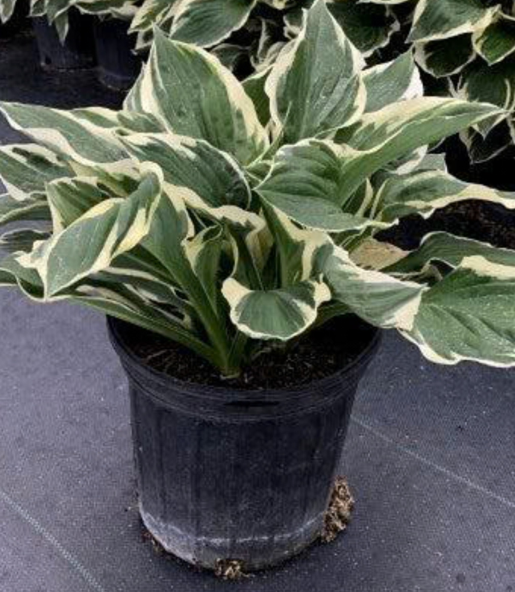 Hosta #3