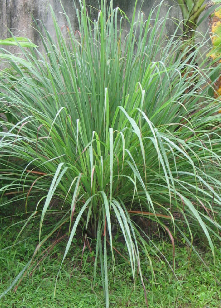 Lemon Grass #2
