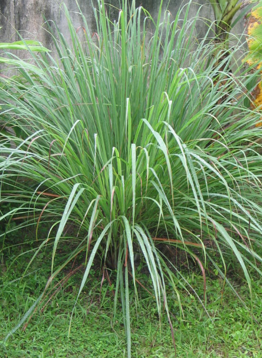 Lemon Grass #1