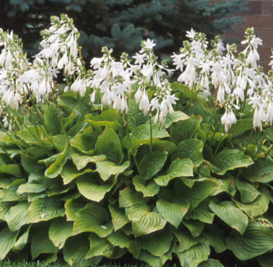 Hosta Royal Standard #1