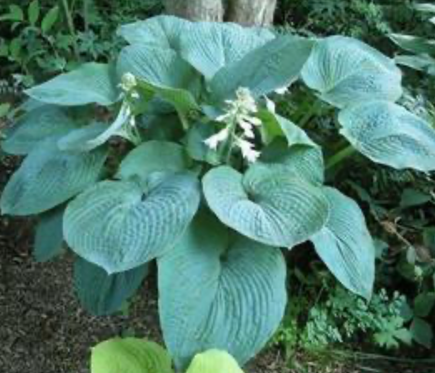 Hosta Blue Umbrella #1