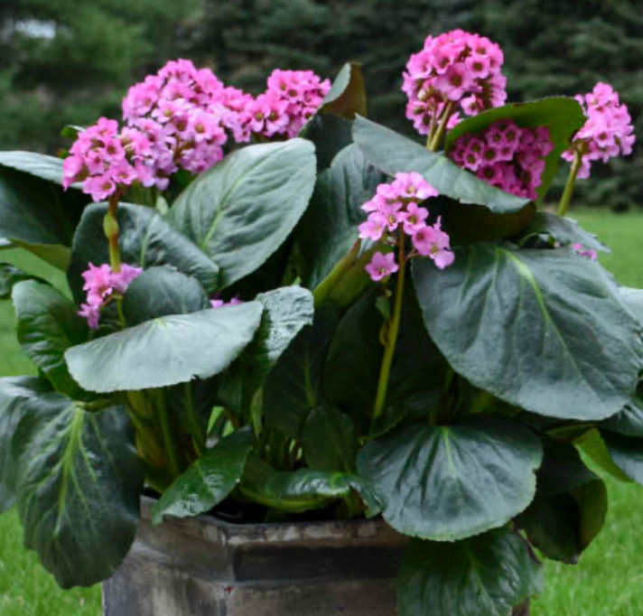 Pig Squeak Bergenia #1