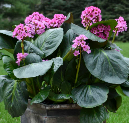 Pig Squeak Bergenia #1