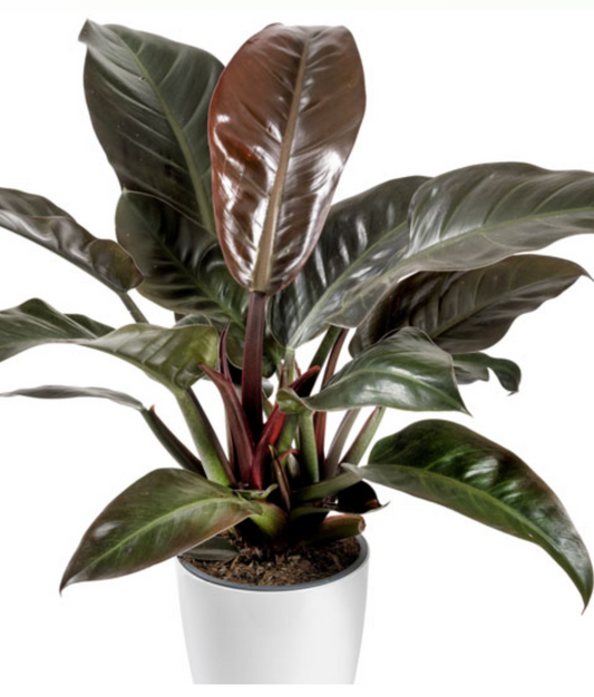 Philodendron Imperial Red