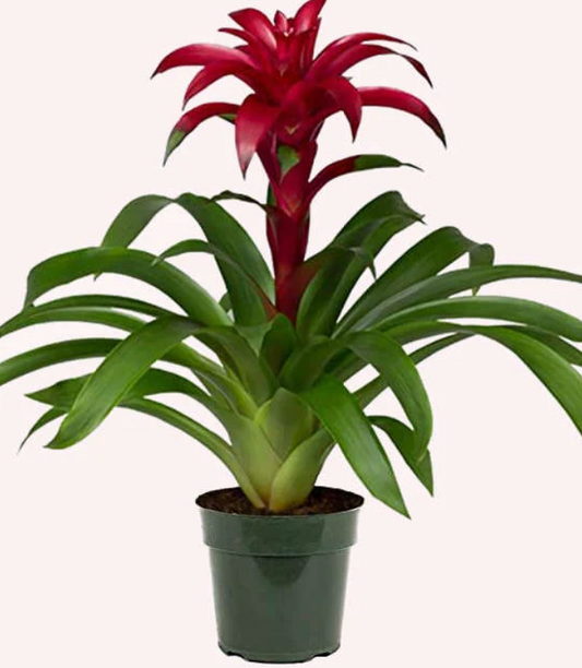 6" Guzmania Bromeliad