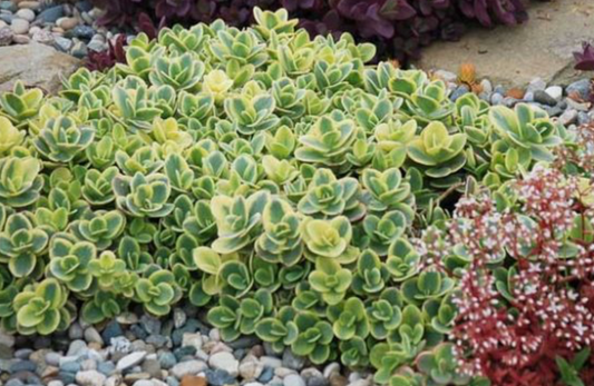 Sedum Lime Twister  #1
