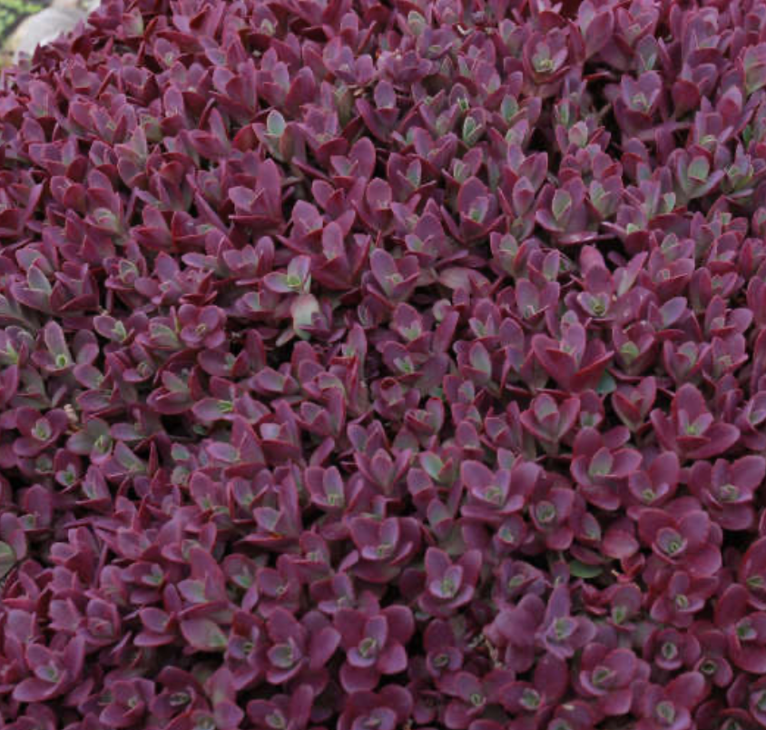 Sedum Firecracker  #1