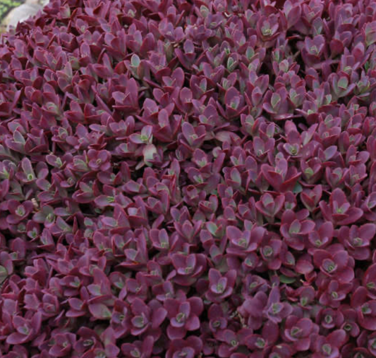 Sedum Firecracker  #1