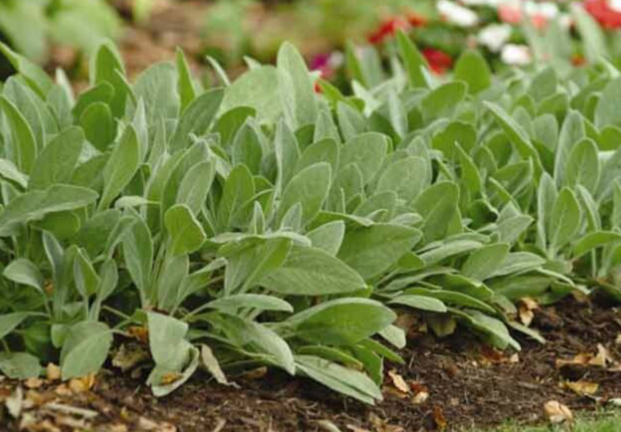 Lambs Ear Hummelo (Fuzzy Wuzzy) #1