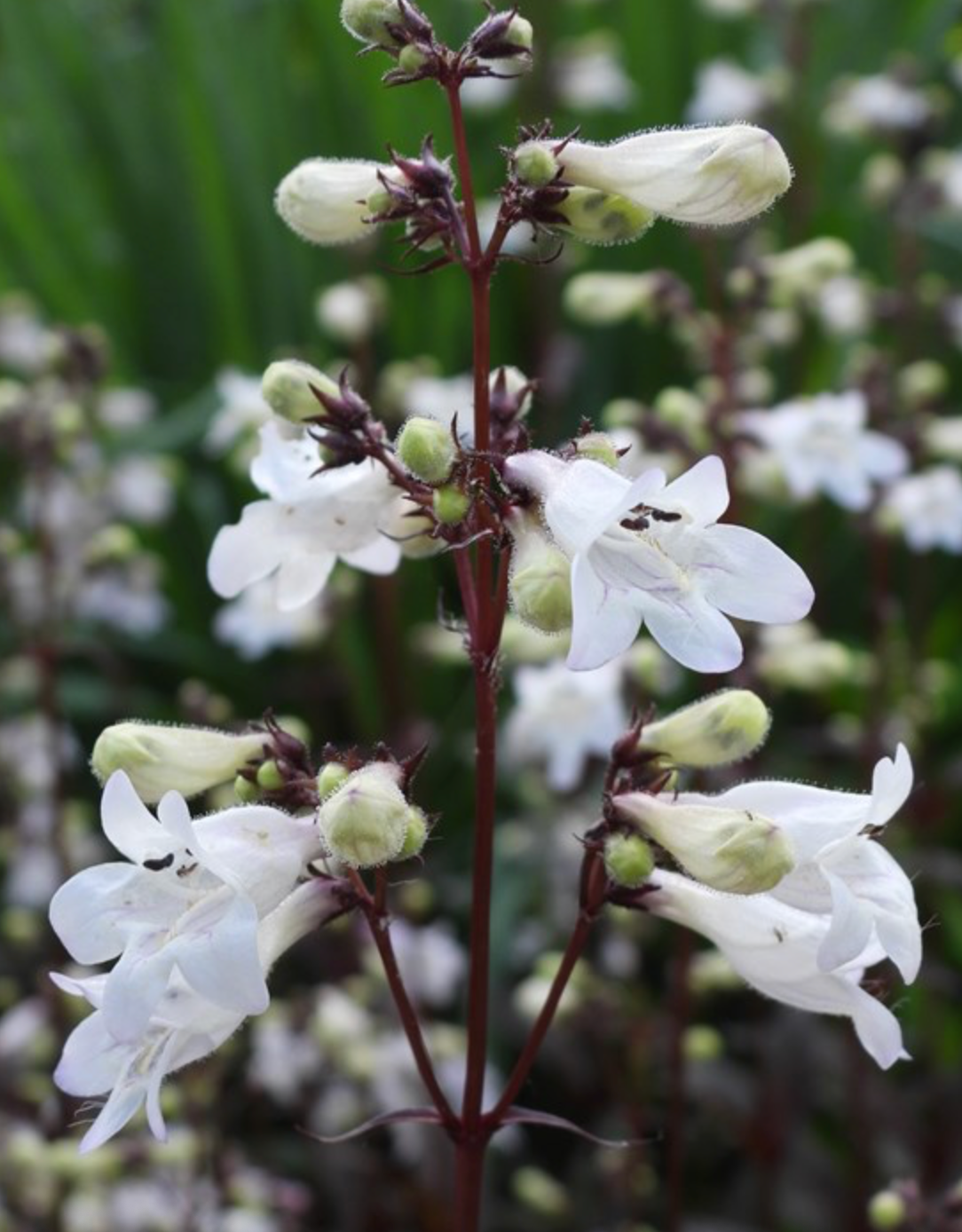 Penstemon Husker Red #1