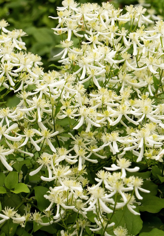 Clematis Sweet Autumn #1