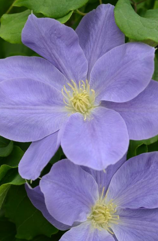 Clematis 'Diana's Delight' #1
