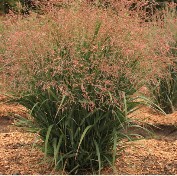 Grass Panicum virgatum 'Dream Catcher® Smoky Rose®'