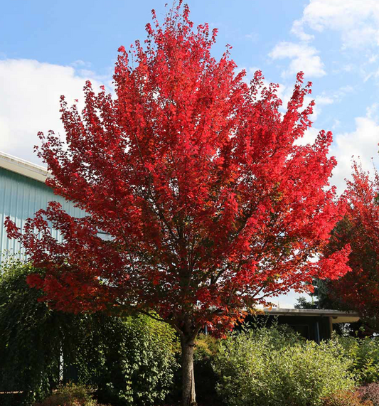 Redpointe Maple #7
