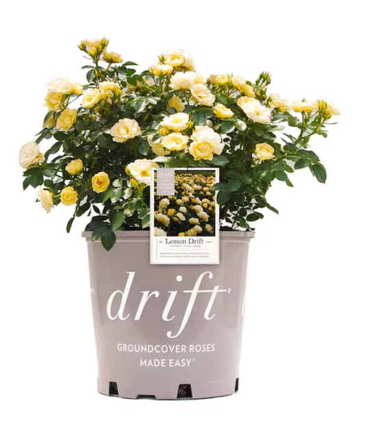Drift Rose Lemon #2