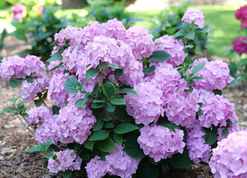 Hydrangea Let's Dance Sky View #3