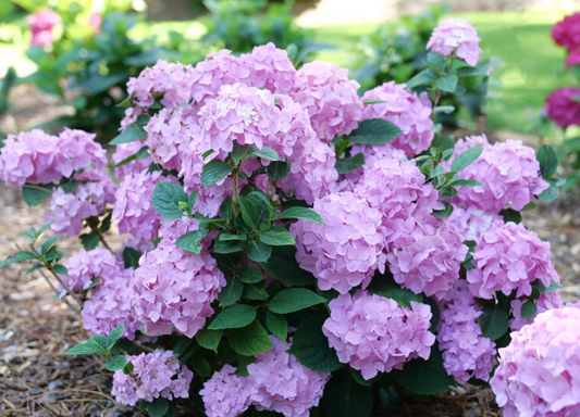 Hydrangea Let's Dance Sky View #3