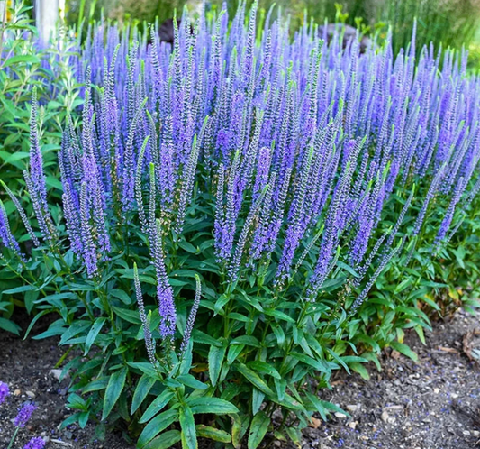 Veronica spicata 'Blue Skywalker' #1