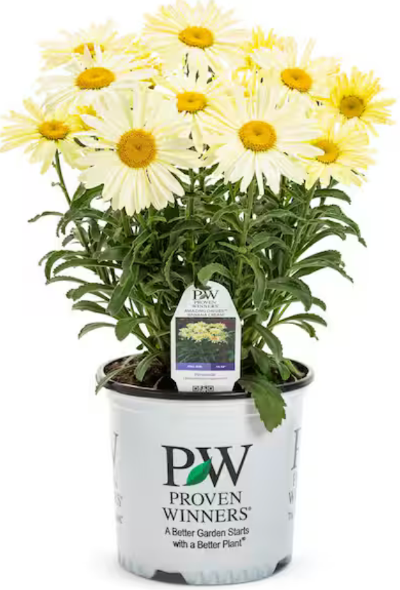 'Banana Cream' Shasta Daisy #1