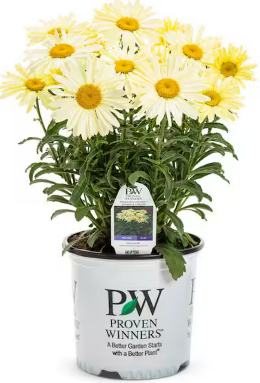 'Banana Cream' Shasta Daisy #1