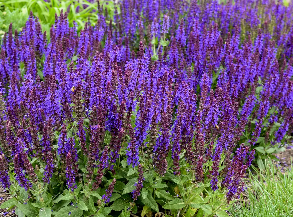 Salvia Violet Profusion #1