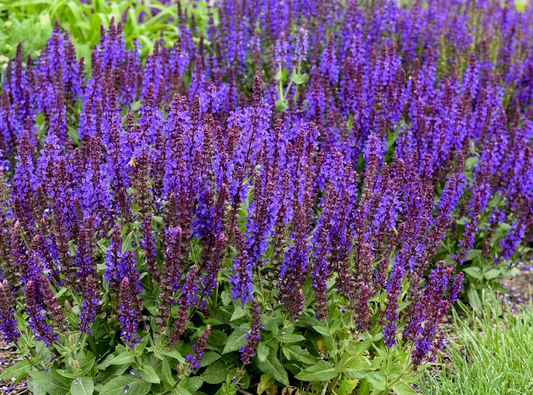 Salvia Violet Profusion #1