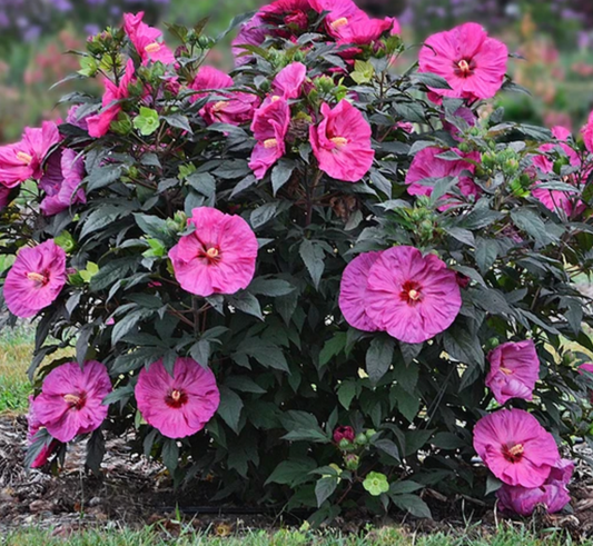 Hibiscus Berry Awesome #3